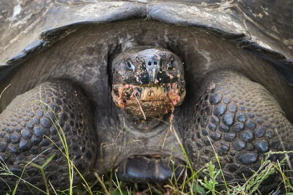 Tartaruga gigante de Galápagos — Fotografia de Stock