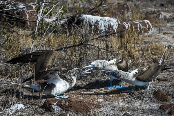 Aves de capoeira de pés azuis das ilhas Galápagos — Fotografia de Stock