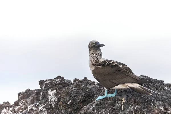 Modrá footed nastražená pták, Galapágy — Stock fotografie