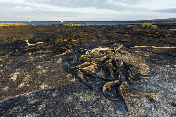 Galapagos iguanas — Stock Photo, Image