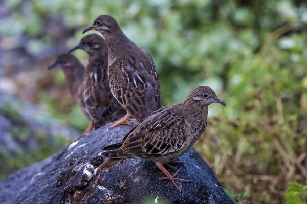 Galapagos güvercinler — Stok fotoğraf