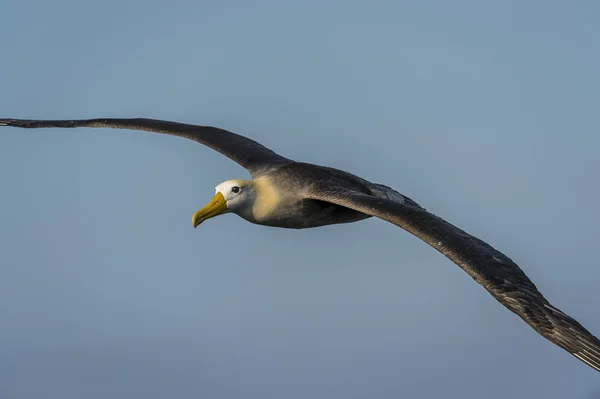 Waved albatross flying over a Galapagos island — Stock Photo, Image