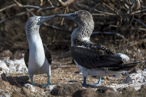 Aves de capoeira de pés azuis das ilhas Galápagos — Fotografia de Stock