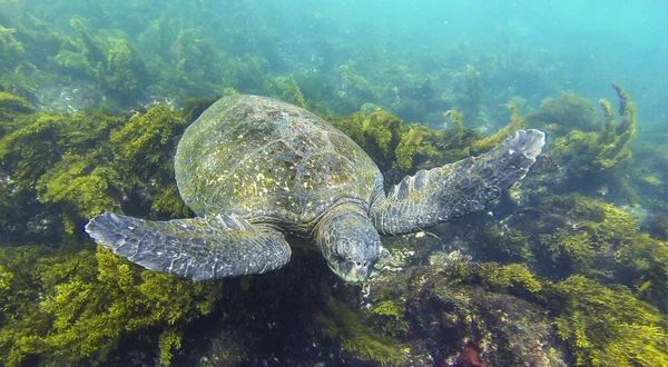 Galápagos Tortuga — Foto de Stock