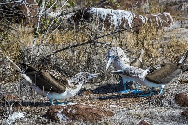 Синій ногах міни птахів Галапагоські острови — стокове фото