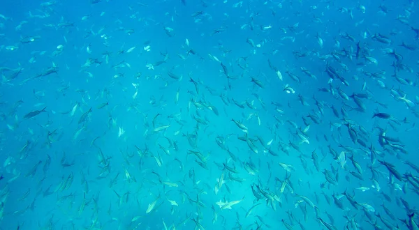 Galapagos-Fische — Stockfoto