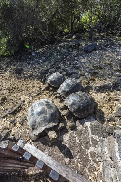 Galapagos jätte sköldpaddor — Stockfoto