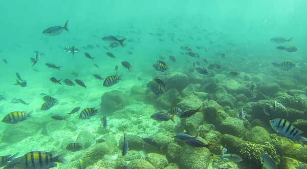 Peixe-cirurgião azul — Fotografia de Stock