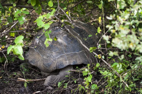 Gigantiska galapagos sköldpadda gömmer sig bland löv — Stockfoto