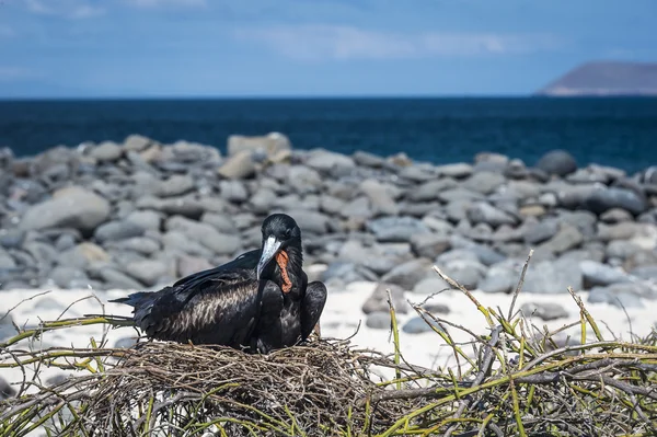 Галапагосская фрегатная птица сидит на гнезде — стоковое фото