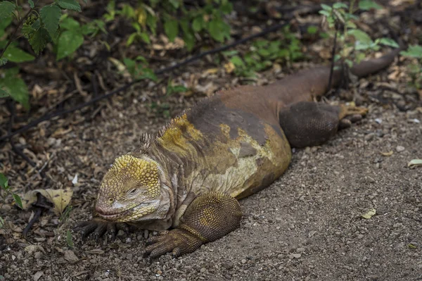 Galapagos leguaan — Stockfoto