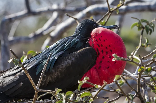 Aves fragatas das ilhas Galápagos — Fotografia de Stock