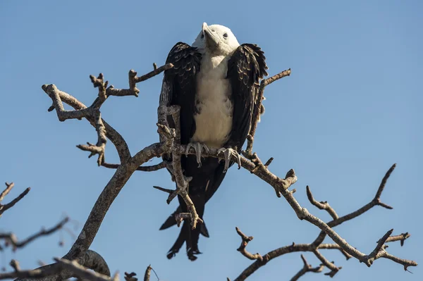 Magnifico frigatebird (Fregata magnificens) sulle isole Galapagos — Foto Stock