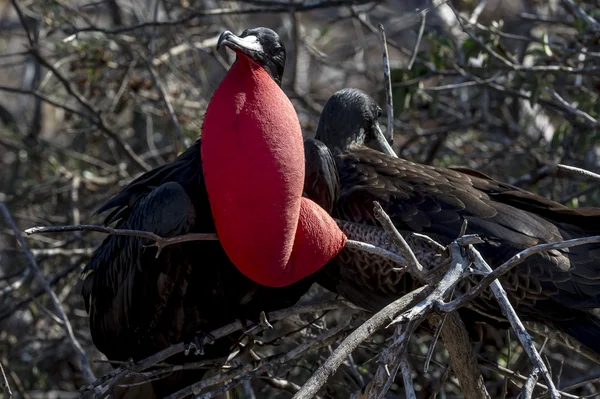Frégate oiseaux des îles Galapagos — Photo