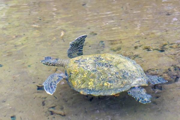 Pacific groene zeeschildpad weg zwemmen — Stockfoto