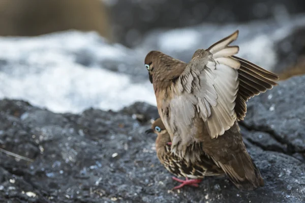 Galapagos duiven paring — Stockfoto