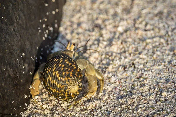 Crabe ermite des Galapagos — Photo