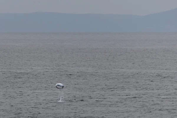 Manta ray Pasifik Okyanusu atlama — Stok fotoğraf