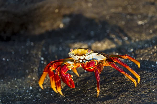 Crabe sur une plage — Photo