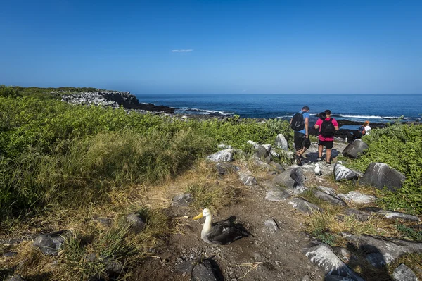 Albatrosses and tourists on Galapagos islands — Stock Photo, Image