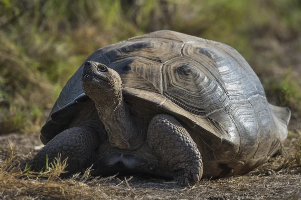 Galapagos dev kaplumbağası.