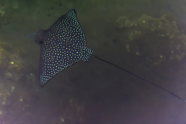 Spotted ray vis op de galapagos eilanden — Stockfoto