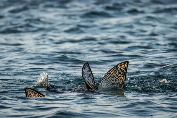 Fish fins above water, Galapagos islands — Stock Photo, Image