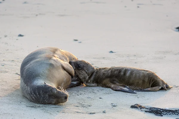 Пара морских львов, Галапагосские острова — стоковое фото