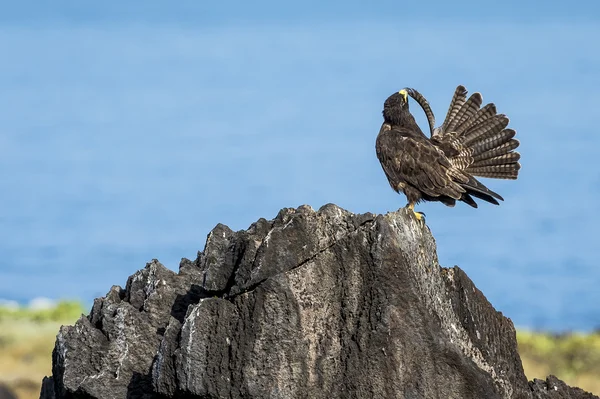 Adult Galapagos Hawk — Stock Photo, Image
