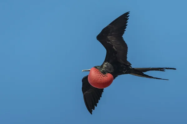 갈라파고스 군도의 프리깃 새 플 라 잉 — 스톡 사진