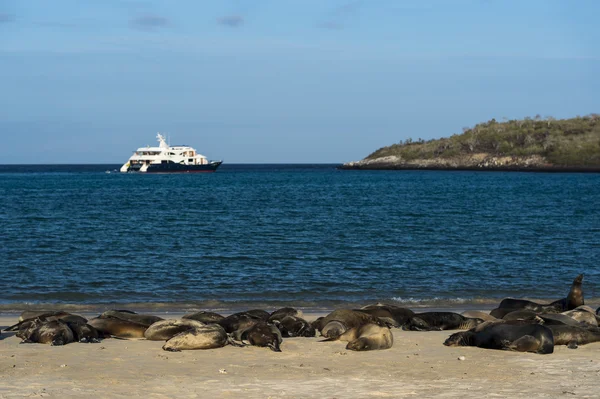 Galápagos leões-marinhos — Fotografia de Stock