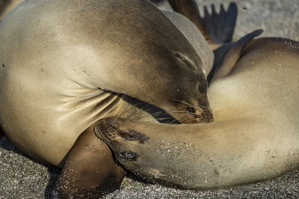 Zamknij dwa lwy morskie na Wyspach galapagos — Zdjęcie stockowe