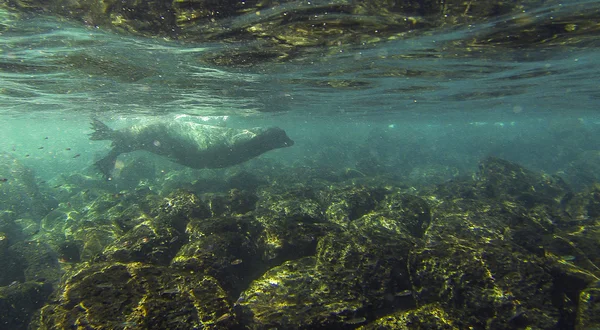 Podwodne lew morski na Wyspach galapagos — Zdjęcie stockowe