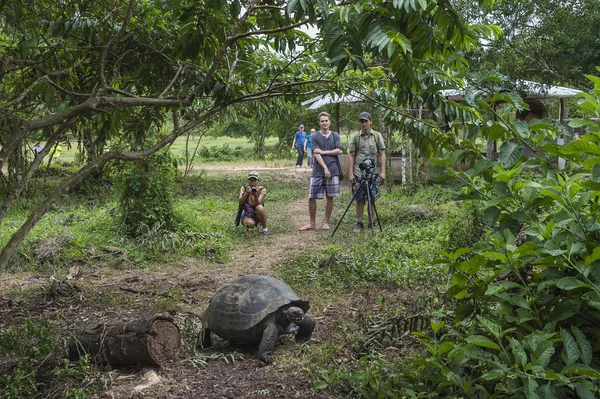 Turisti che guardano tartarughe galapagos — Foto Stock
