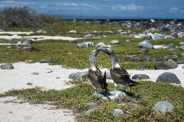 Blue footed booby fåglar av Galapagosöarna — Stockfoto