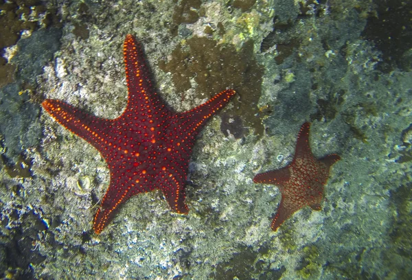 Deniz yıldızı deniz dibinin üzerinde