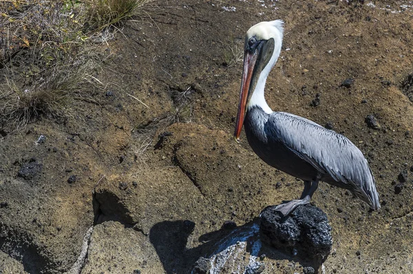 Galapagos Pellicano su roccia — Foto Stock