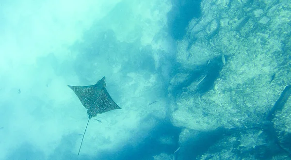 Manta in het water van galapagos — Stockfoto