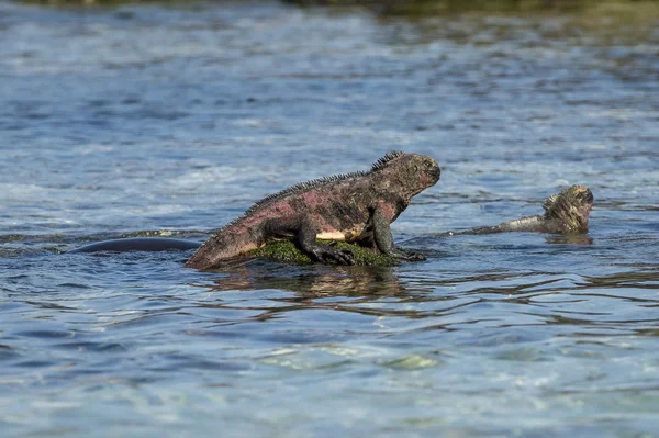 Lion de mer dans les îles Galapagos — Photo