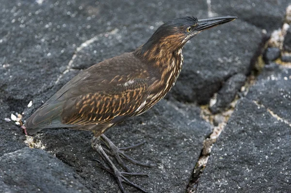 Galapagos-Vogel auf Lava unterwegs — Stockfoto