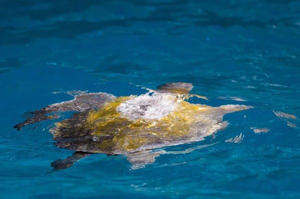 Galapagos sköldpadda simma i vatten — Stockfoto