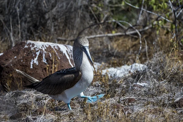 Pássaro-de-pés-azuis das ilhas Galápagos — Fotografia de Stock