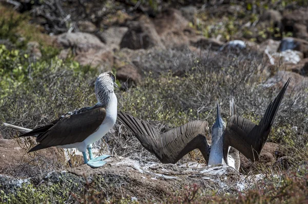 Pájaros bobos de patas azules de las islas Galápagos — Foto de Stock