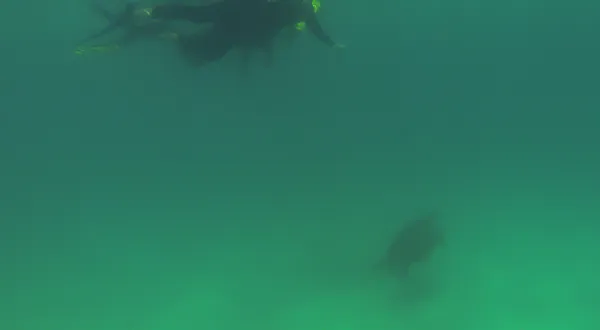 Tortue plongeur et galapagos — Photo