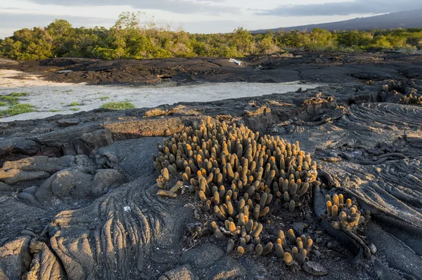 Kaktusar på Galapagosöarna — Stockfoto