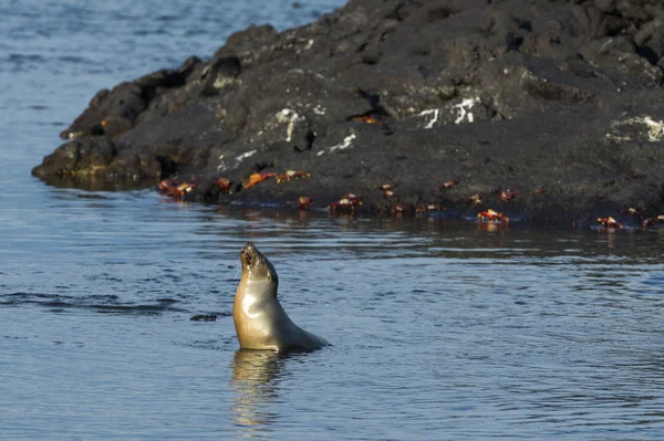 León marino de Galápagos mirando desde el agua — Foto de Stock