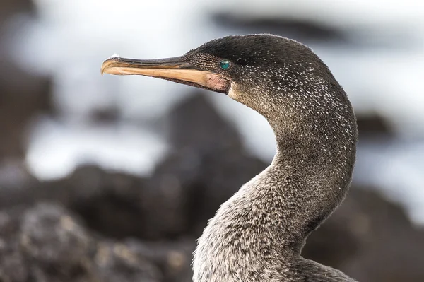 Niebieski pieszy tępak ptak, Wyspy galapagos — Zdjęcie stockowe