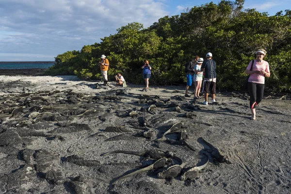 Muchas iguanas marinas — Foto de Stock