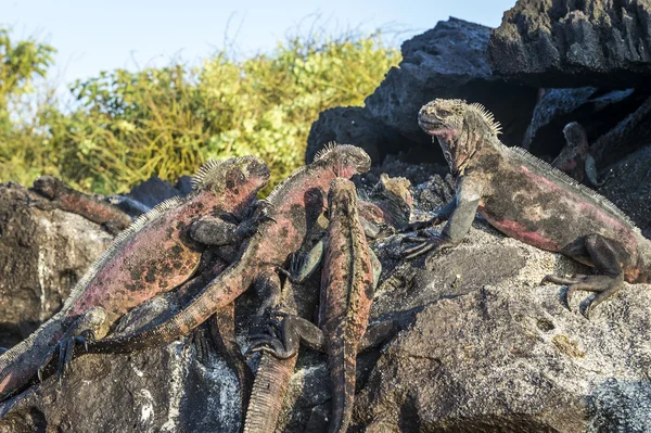 Galapagos ziemia iguana — Zdjęcie stockowe