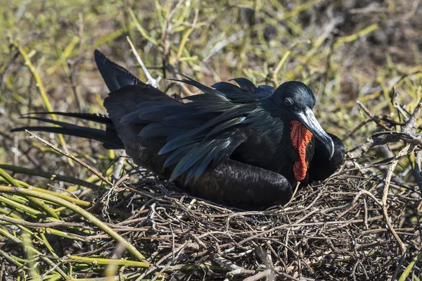 Galapagos firkateyn kuşu yuva üzerinde oturan — Stok fotoğraf